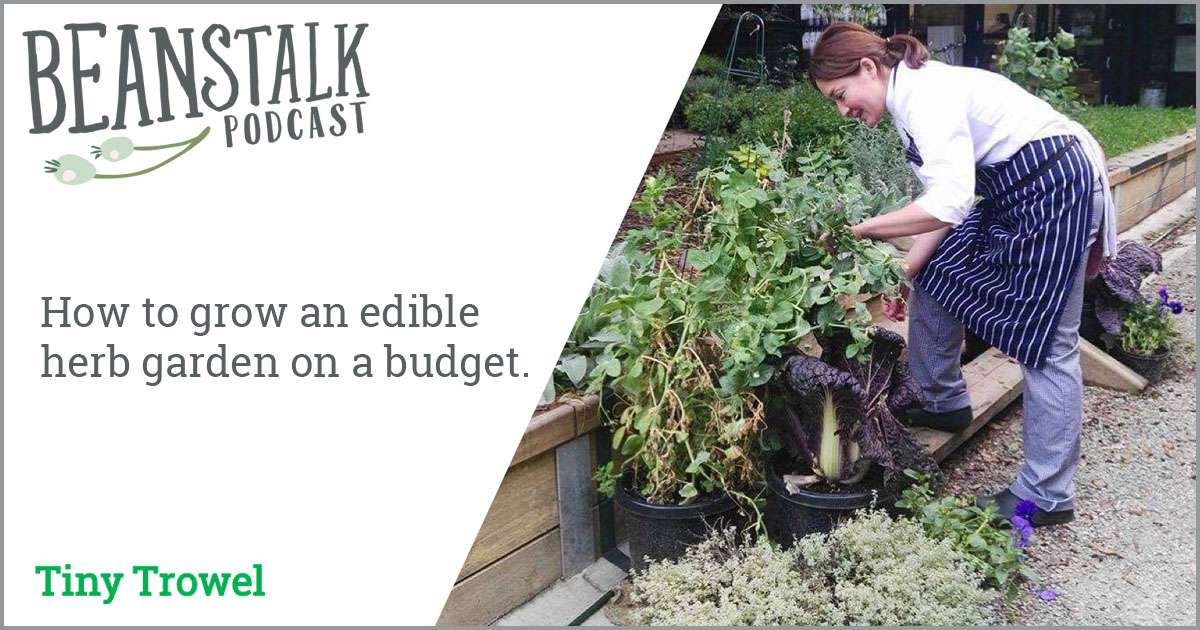 Herb garden on a budget