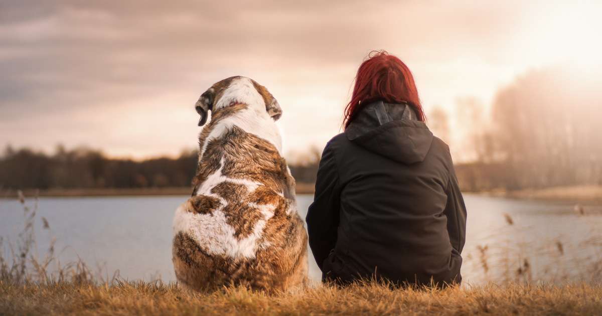 Pets and divorce