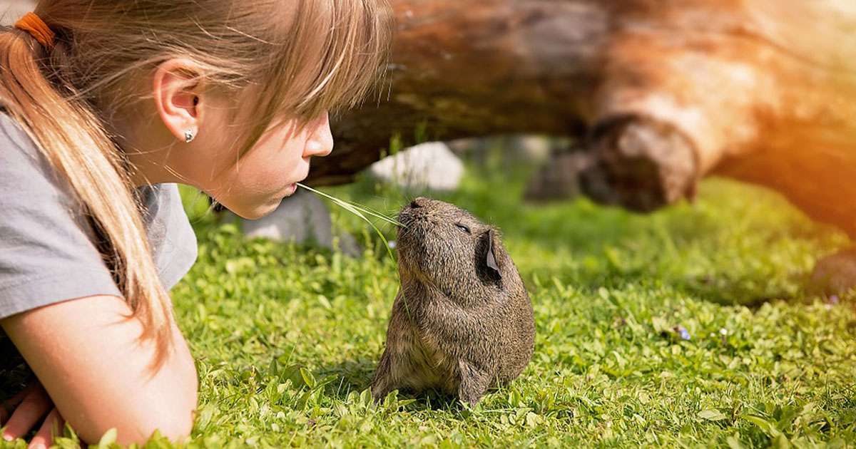 9 Low maintenance pets for your kids to love | Beanstalk Mums