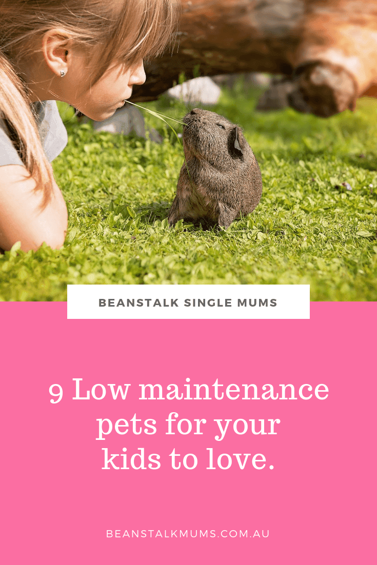 9 Low maintenance pets for your kids to love | Beanstalk Single Mums Pinterest