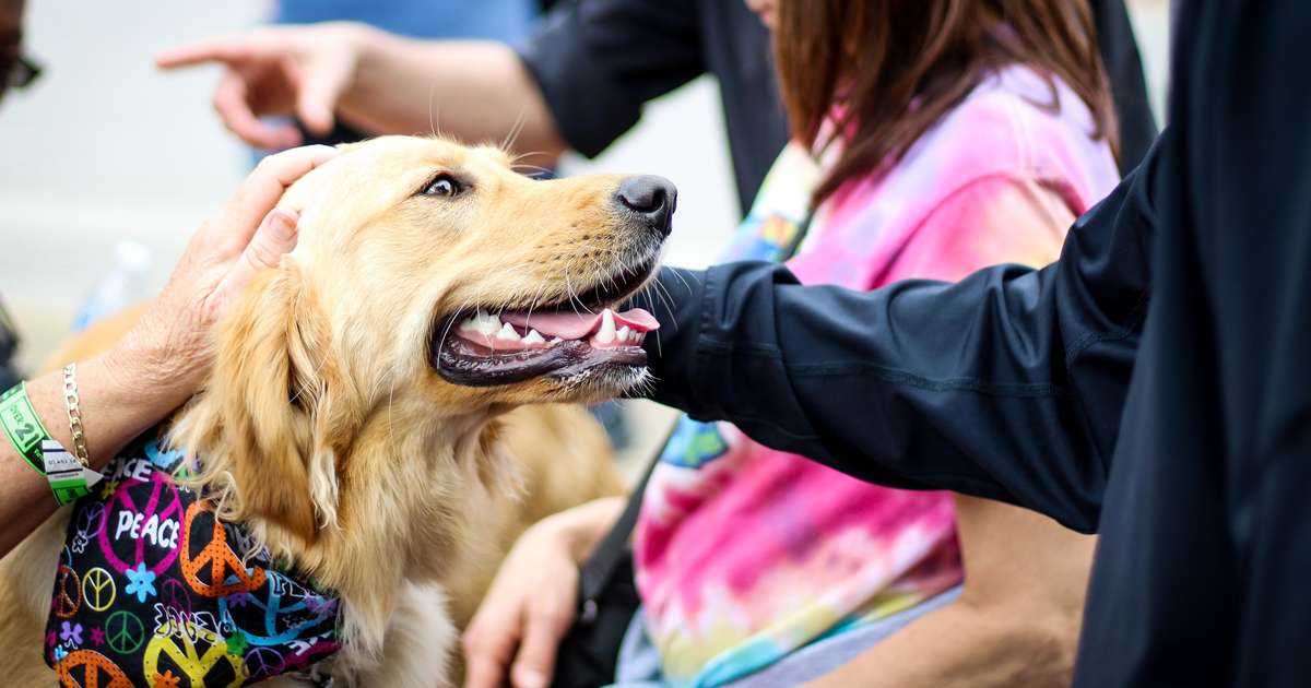 Microchipping pets