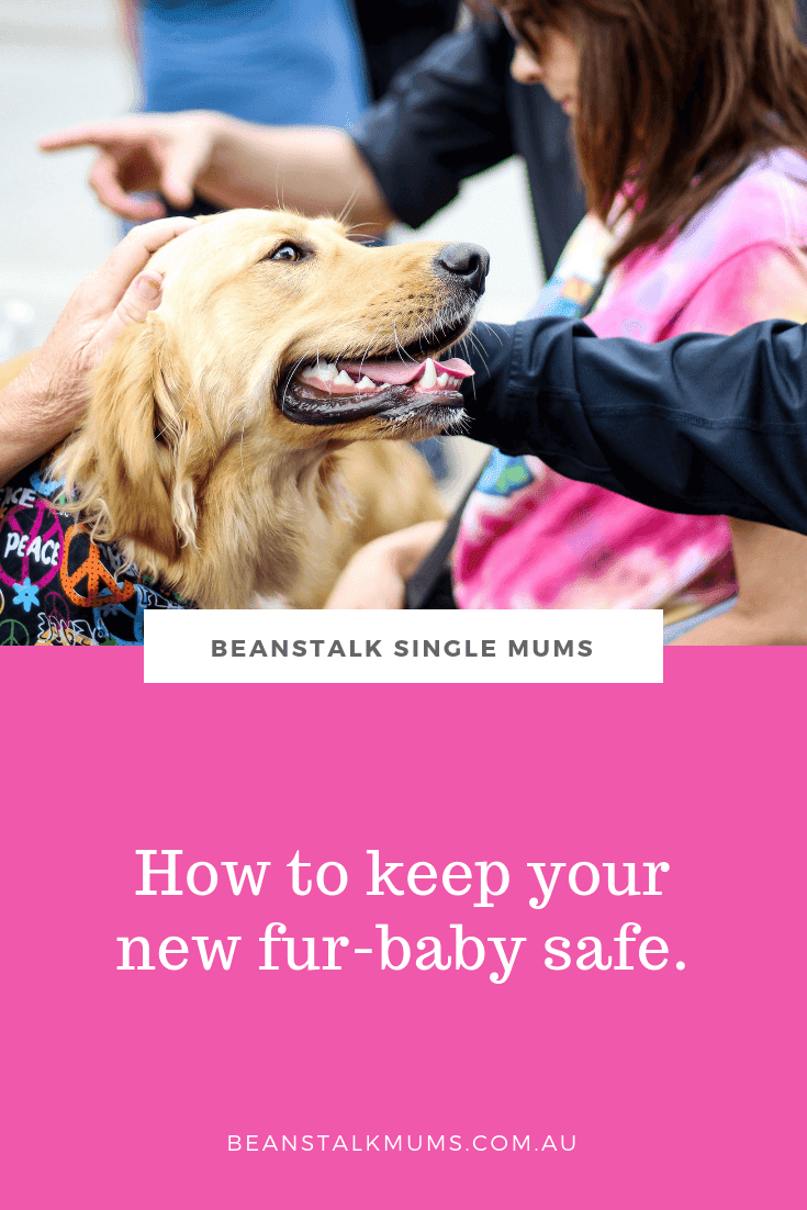 Microchipping and pet-proofing | Beanstalk Single Mums Pinterest