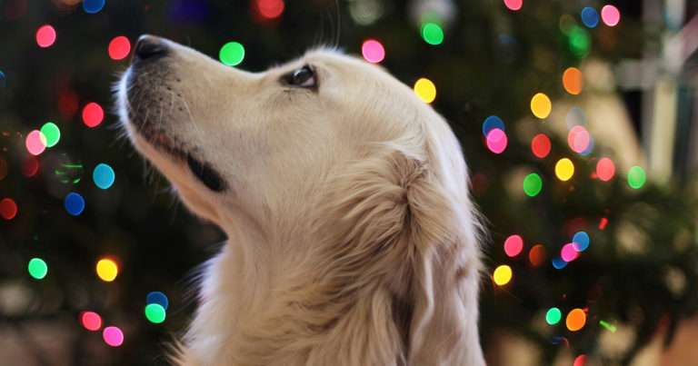Safe & toxic foods for your pet this festive season | Beanstalk Mums