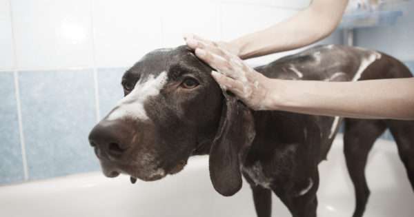 Guide for dog grooming | Beanstalk Mums