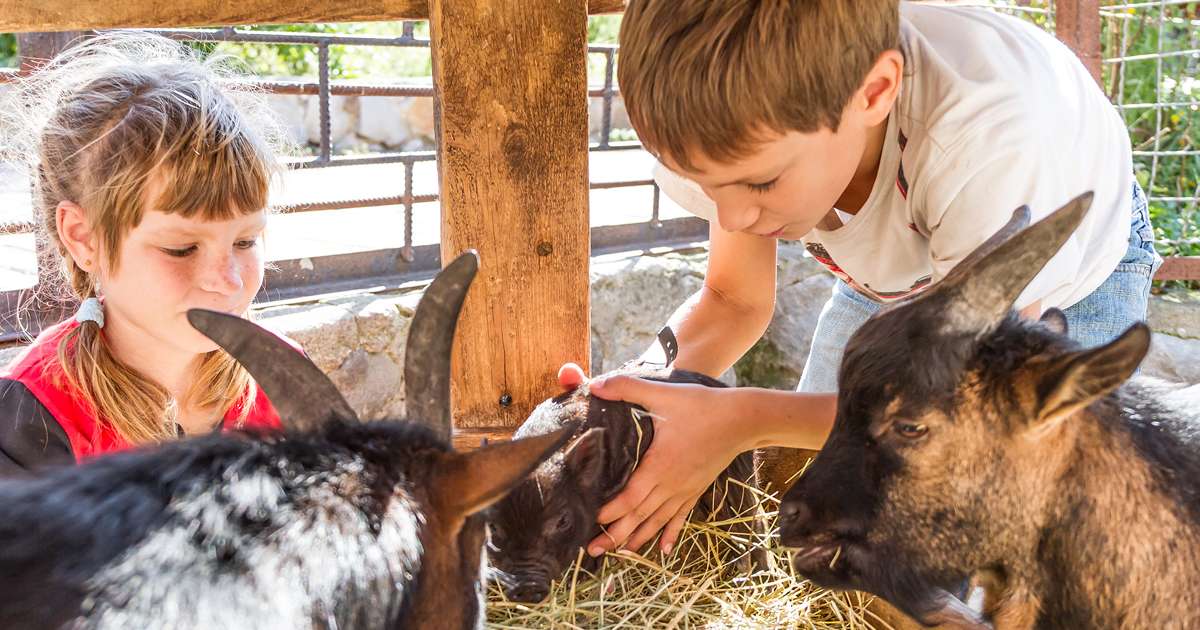 Teach kids to love animals | Beanstalk Mums