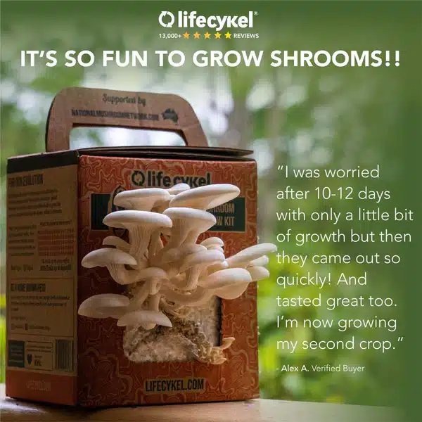 Oyster mushroom grow kit | Father's Day Gift