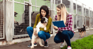 Rescue dogs