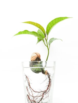 Plant growing 