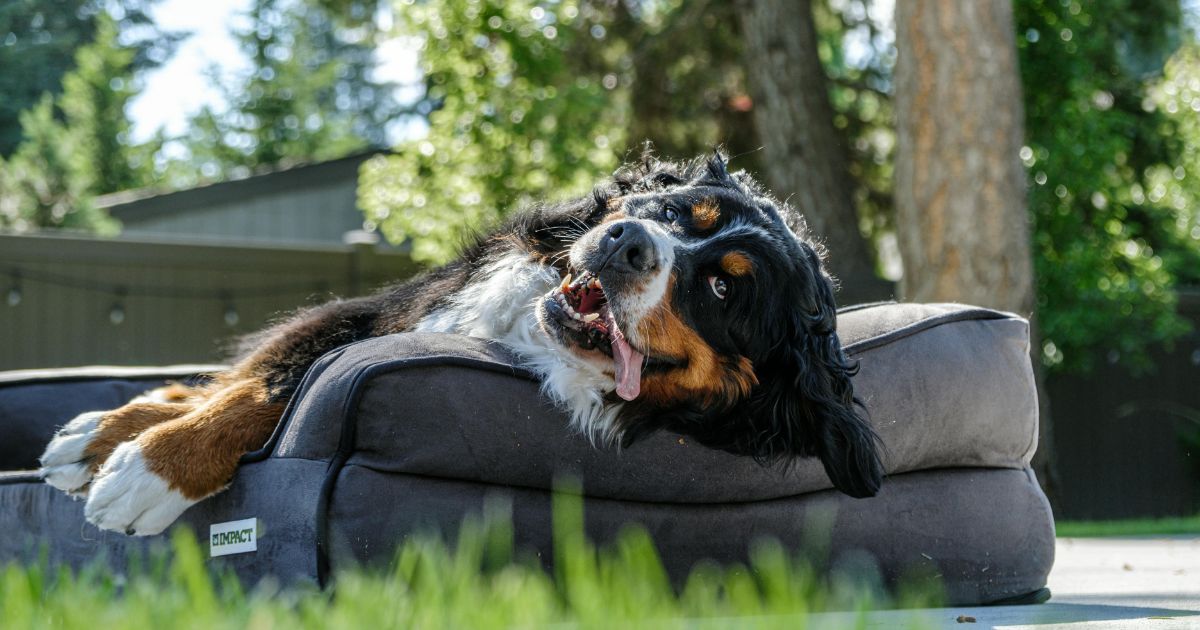 Dog bed - Beanstalk Mums