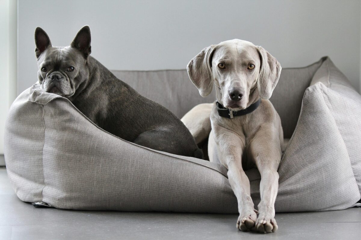 dog bed